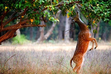 Deer Desktop Backgrounds   Wallpapers Cave