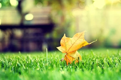 1600x900 Leaf In Lawn Wallpapers