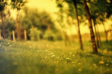 YouWall   Summer Lawn Wallpapers   Wallpaper,wallpapers,free ...