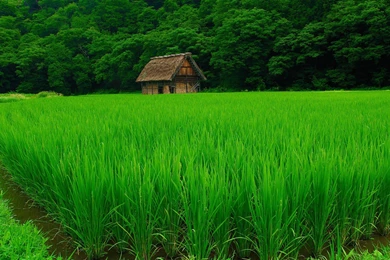 Download Wallpapers 3840x2160 Grass, Lawn, Beautiful, Summer 4K ...