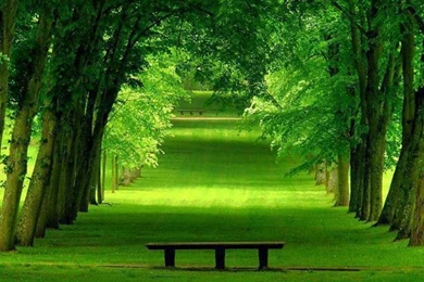 20+ Photographs Of Pleasing Trees – Photography Heat – Photography ...