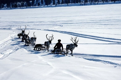 Download Wallpapers 3840x2400 Snow, Deer, Sledge, Person, Transport ...
