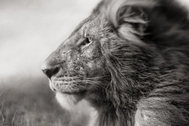 Download Portrait Of A Lion In Black And White HD Wallpapers For ...
