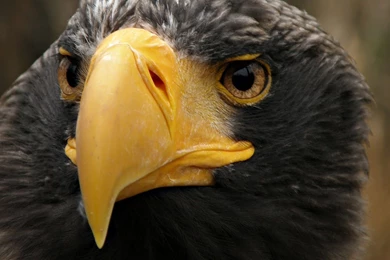 Portrait Picture Of A Eagle