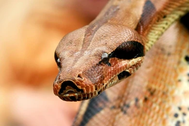 HD Snakes Wallpapers And Photos