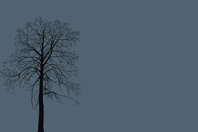 Tree (2560x1600) : Wallpapers