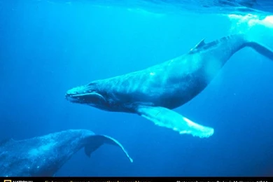 Humpback Whale Picture, Humpback Whale Desktop Wallpaper, Free ...