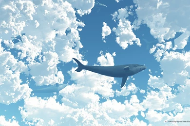 Whale In The Sky Wallpapers 2560x1600   ImgMob