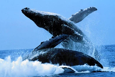 Whale Wallpapers. Images And Animals Whale Pictures (732)