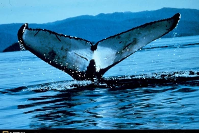 Hump Back Whale   Humpback Whales Wallpapers (32310758)   Fanpop