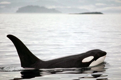 Orca   Whales Wallpapers (19176724)   Fanpop