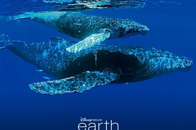 Free Whales Of Earth Wallpapers, Free Whales Of Earth HD ...