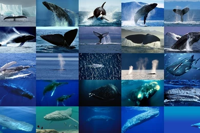 Whale   Sea Life Wallpapers (18272153)   Fanpop
