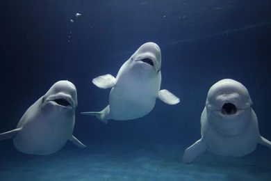 Cute Baby Beluga Whales