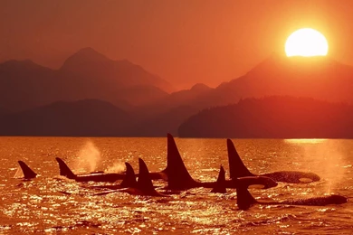 Orca Wallpapers   Wallpapers Cave