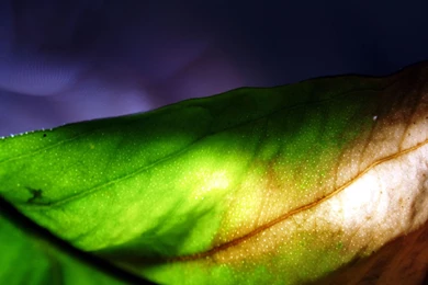 Backgrounds Nature   1779220