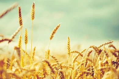 Twitter nature backgrounds.jpg