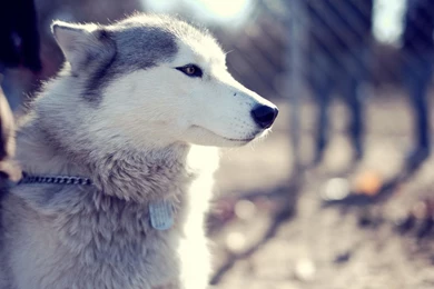 Download Download Husky Wallpapers HD
