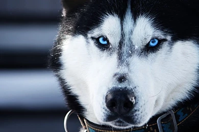 Download Husky Wallpapers HD