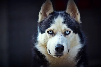 Wonderful Husky Wallpapers
