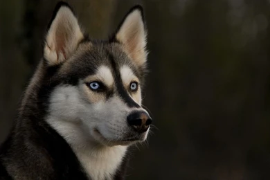 CUTE SIBERIAN HUSKY WALLPAPER WALF1022