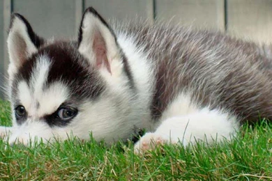 Cute Miniature Siberian Huskies Puppies Full Of Love
