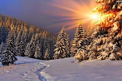 Sun, Spruces, Glamour, Rays, Winter, Snow, Traces, Forest ...