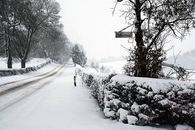 Winter Snow Trees Twitter Cover & Twitter Backgrounds