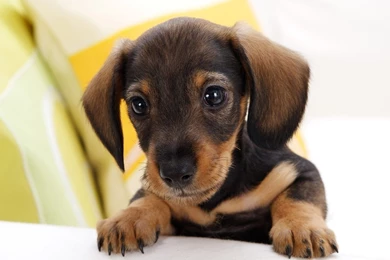 Wallpapers Doggy Animals Hd Iphone Ipad 1600x1200