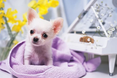 Piano Doggy Wallpapers And Images   Wallpapers, Pictures, Photos