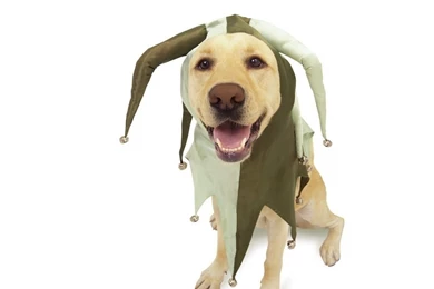 Doggy Wallpapers   Dogs Wallpapers (1153129)   Fanpop