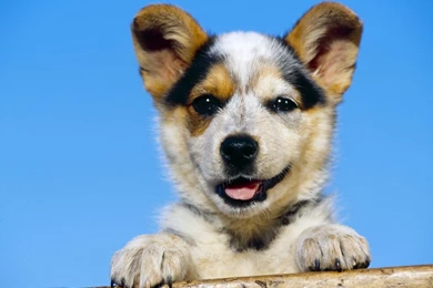 Download Wallpaper, Doggy