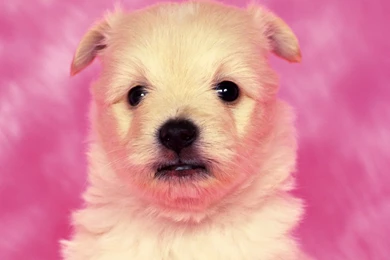 Piano Doggy Wallpapers