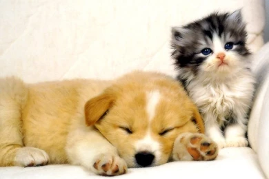 Dog And Cat Breed   Cats Types