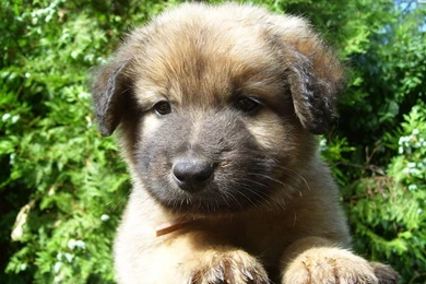 1280 doggy wallpaper 2.jpg