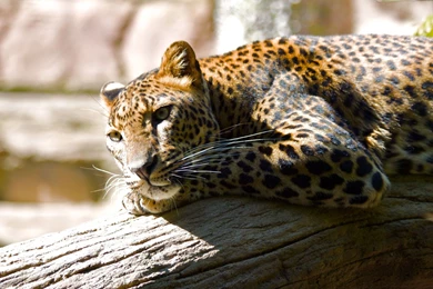 Jaguar Animal HD Wallpapers