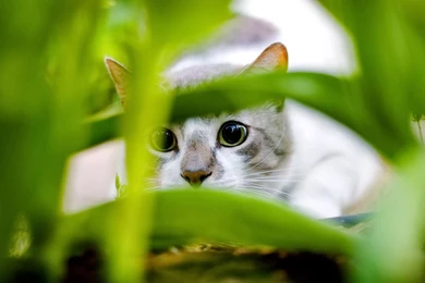 Android Full 1080p Wallpapers   HD Wallpapers Window Top Rated ...