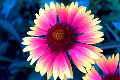 Pretty Flowers Wallpapers   Desktop Backgrounds