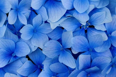 World's Top 100 Beautiful Flowers Images Wallpapers Photos Free ...