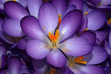 Pretty Purple Flowers.jpg