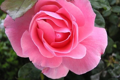 Images Of Pretty Flowers   Wallpapers HD Wide