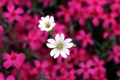 Pretty Flowers Wallpapers   Flowers : Tree Of Life