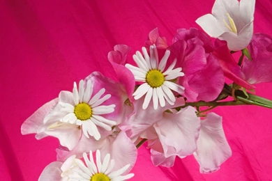 Beautiful Flower Wallpapers Free Download Wallpapers   197009