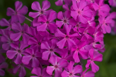 Pretty Flowers Wallpapers By WDWParksGal On DeviantArt