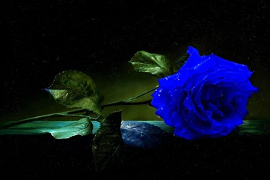 Blue Rose Desktop Wallpaper, Blue Rose Images Free