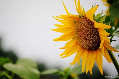 Free Summer Desktop Backgrounds Free Wallpapers Flower Summer