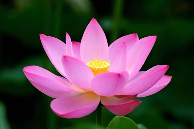 Pink Lotus Flower Desktop Wallpapers 1920x1080   1532465