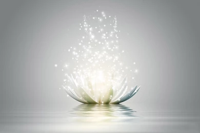 Lotus Flower 3d Hd Wallpapers   Wallpaperss HD