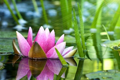 Download Wallpapers 1366x768 Flower, Water Lily, Lotus, Water, Pink ...