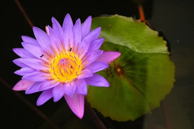 Purple Lotus Flower   Flower HD Wallpapers, Images, PIctures ...